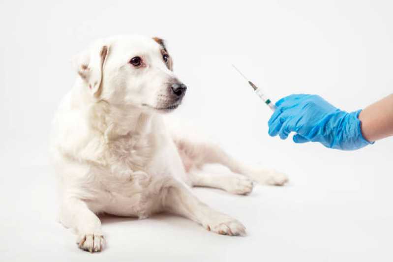 Aplicação de Vacina contra Raiva em Cachorro Ribeira - Vacina V5 para Gatos