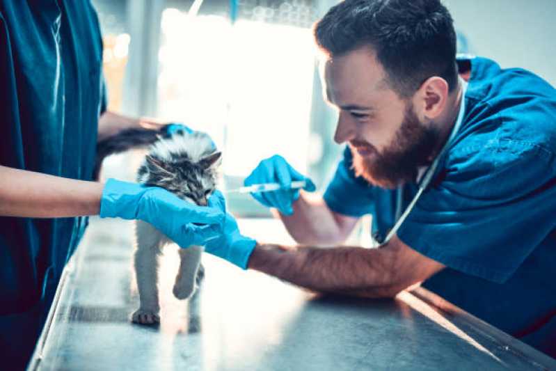 Aplicação de Vacina Tosse dos Canis São Caetano - Vacina V5 para Gatos