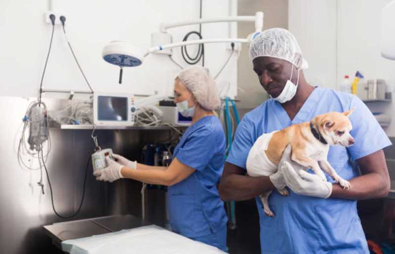 Cirurgia Animal Santo Antônio - Cirurgia para Cachorros de Pequeno Porte