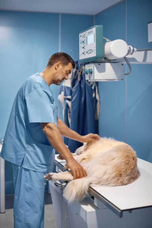 Cirurgia em Animais de Grande Porte Marcar Vale das Pedrinhas - Cirurgia em Animais de Grande Porte