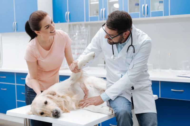 Cirurgia em Animais de Grande Porte Pero Vaz - Cirurgia para Cachorros de Pequeno Porte