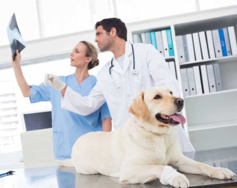 Cirurgia em Animais Marcar Santa Cruz - Cirurgia para Cachorros de Pequeno Porte