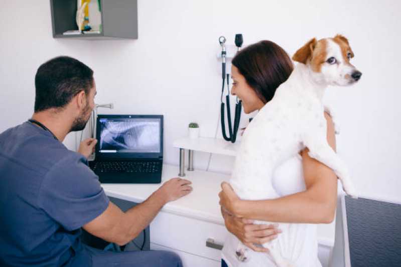 Cirurgia em Animais Calçada - Cirurgia para Cachorros de Pequeno Porte