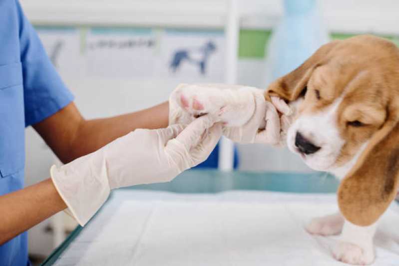 Cirurgia Ortopédica para Cachorro São Caetano - Cirurgia para Cachorros de Pequeno Porte