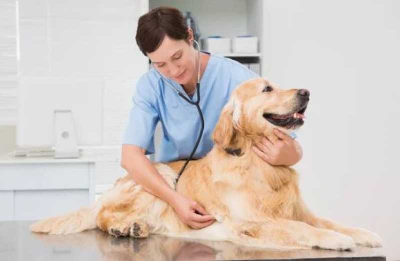 Cirurgia Ortopédica Veterinária Agendar Acupe - Cirurgia para Cachorros de Pequeno Porte