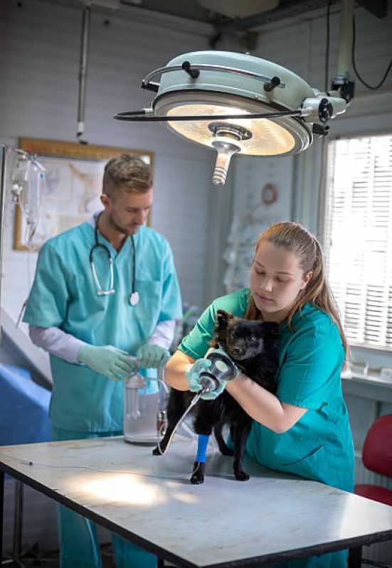 Cirurgia para Animais de Médio Porte Marcar Fazenda Coutos - Cirurgia para Cachorros de Pequeno Porte