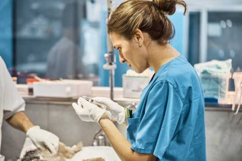 Cirurgia para Animais de Médio Porte Marechal Rondon - Cirurgia Ortopédica Veterinária