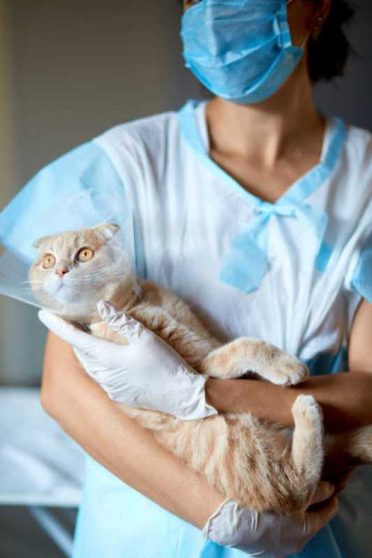 Cirurgia para Gatos Marcar Itapuã - Cirurgia para Cachorros de Pequeno Porte