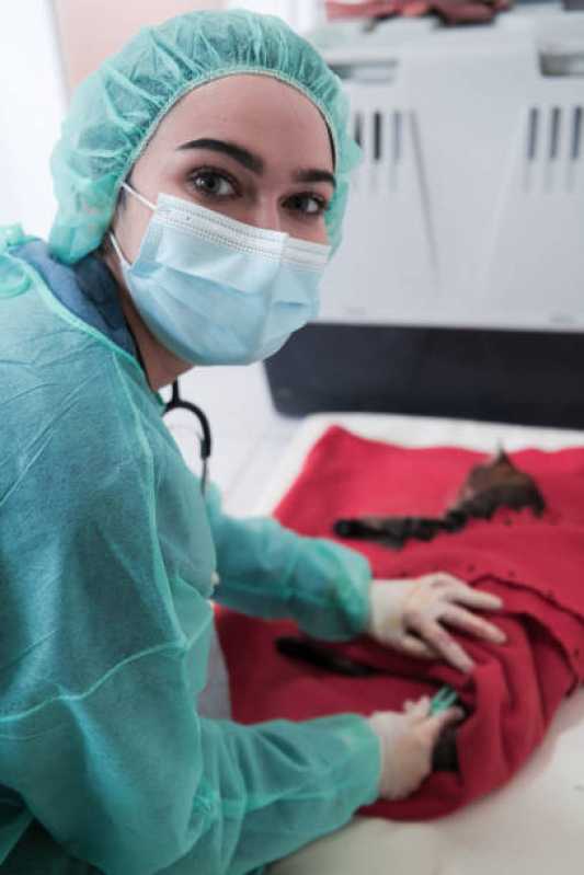 Cirurgia para Gatos Mangueira - Cirurgia em Animais de Grande Porte