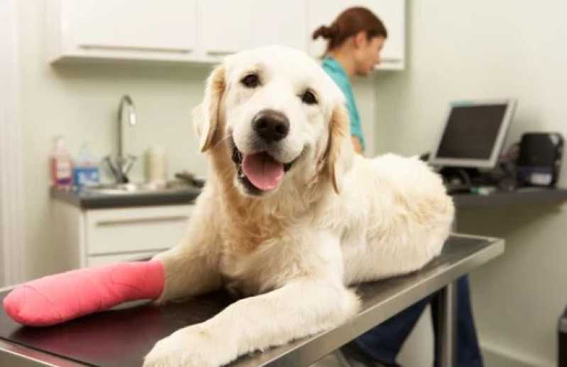 Clínica Especialista em Cirurgia Ortopédica Veterinária Curuzu - Cirurgia para Cachorros de Pequeno Porte