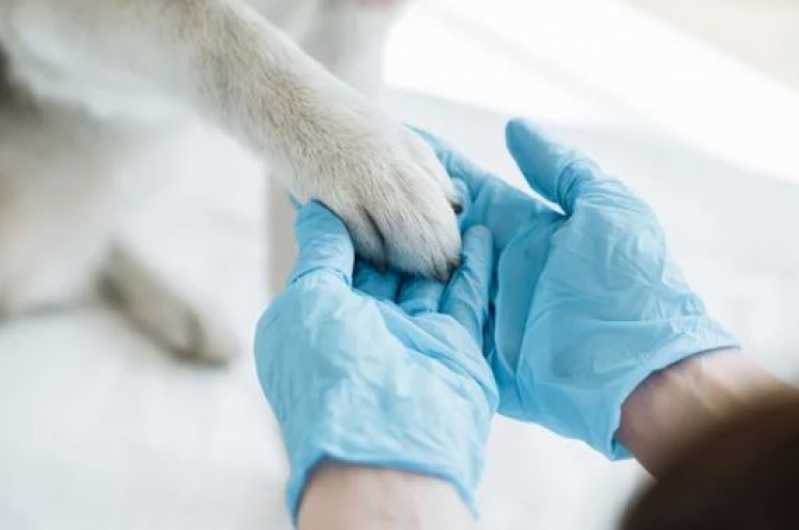 Clínica Especialista em Patologia para Animais Calabetão - Patologia para Cães