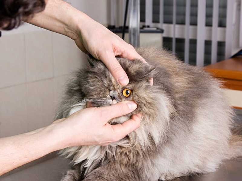 Dermatologia para Animais Marcar Massaranduba - Oftalmologia Veterinária