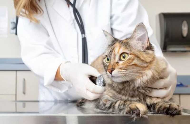 Oftalmologia para Animais Agendar Barbalho - Fisioterapia Veterinária