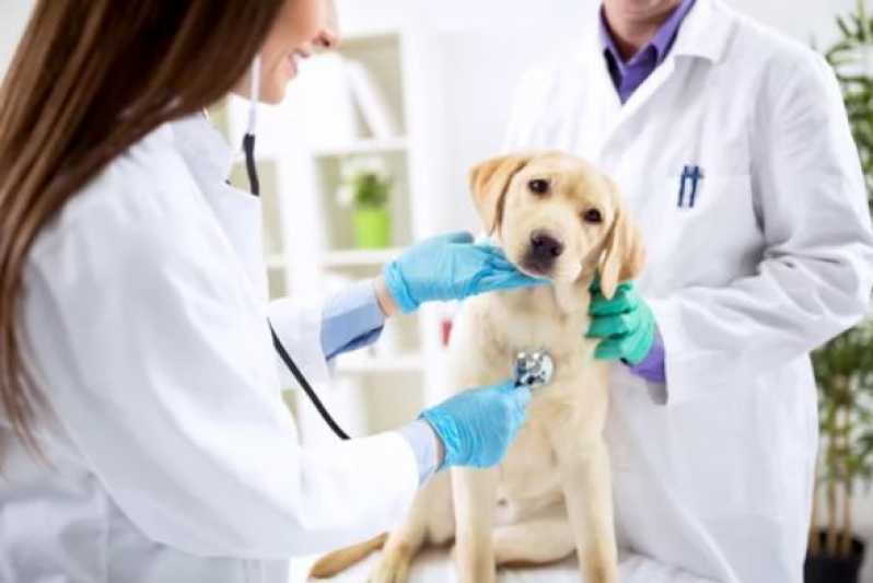 Oftalmologia para Animais STIEP - Odontologia Veterinária