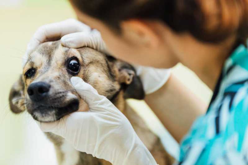 Onde Agendar Dermatologia para Animais Graça - Oftalmologia Veterinária