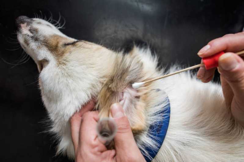 Onde Agendar Oftalmologia para Animais Arraial do Retiro - Fisioterapia Veterinária