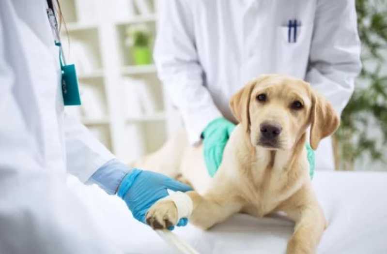 Onde Agendar Patologia Clínica Veterinária Vila Rui Barbosa - Patologia para Cães
