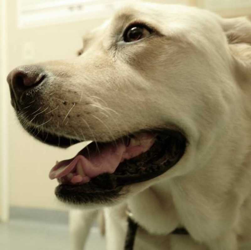 Onde Agendar Patologia para Cachorros São Rafael - Patologia para Cães