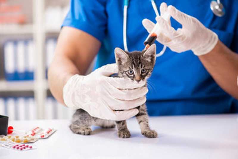 Onde Agendar Patologia para Gatos Armação - Patologia para Cães