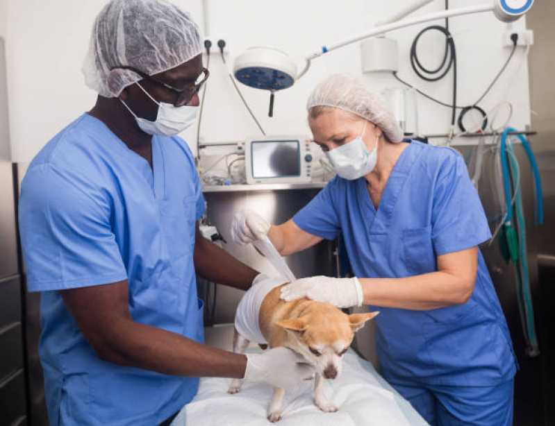 Onde Fazer Cirurgia Animal Patamares - Cirurgia em Animais de Grande Porte