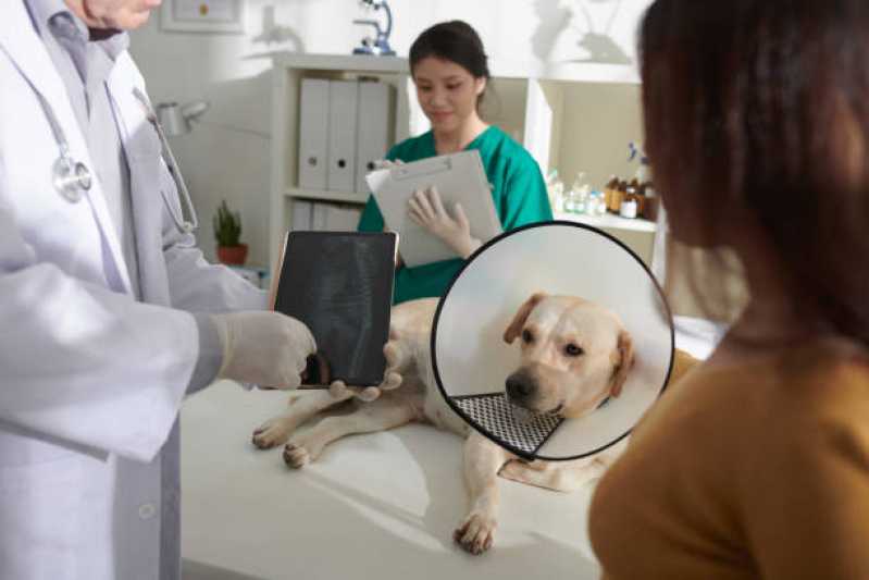 Onde Fazer Cirurgia em Animais de Grande Porte Saramandaia - Cirurgia para Cachorros de Pequeno Porte
