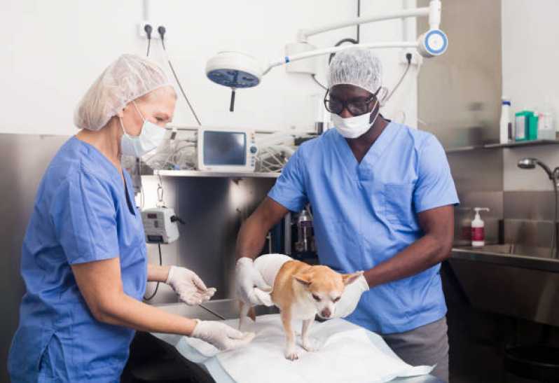 Onde Fazer Cirurgia em Animais Engenho Velho da Federação - Cirurgia para Cachorros de Pequeno Porte