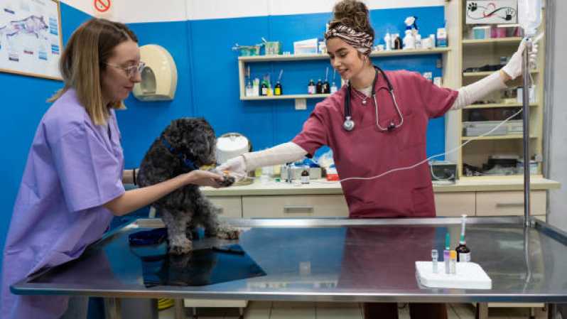 Onde Fazer Cirurgia Ortopédica em Cães São Caetano - Cirurgia para Gatos