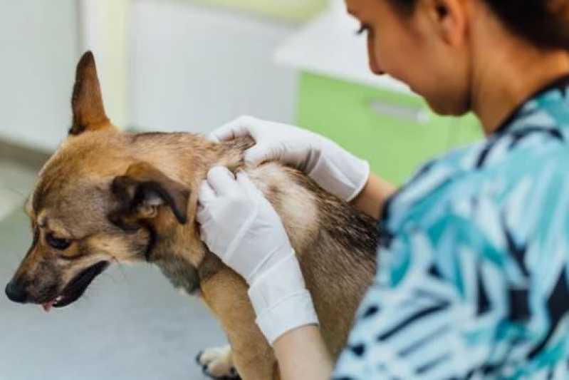 Onde Fazer Cirurgia Ortopédica Veterinária Nova Brasil - Cirurgia para Cachorros de Pequeno Porte