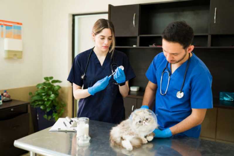 Onde Fazer Cirurgia para Gatos Calmon - Cirurgia para Cachorros de Pequeno Porte