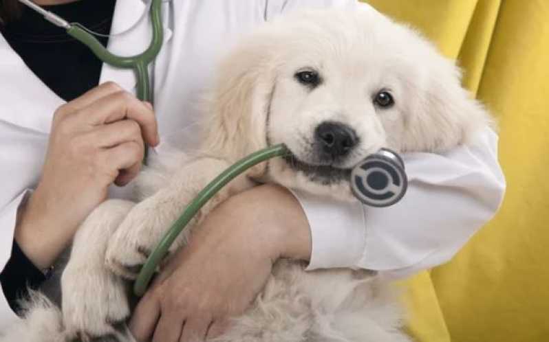 Onde Marcar Oftalmologia para Animais São Gonçalo - Fisioterapia Veterinária