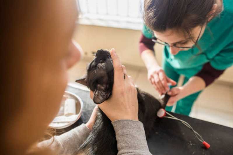Patologia para Animais Agendar Vitória - Patologia para Cães