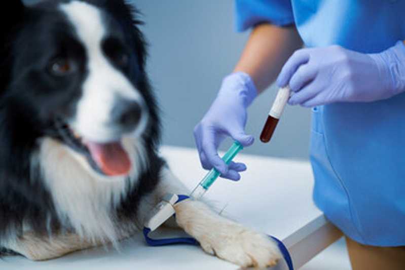 Patologia para Cachorros Agendar Jardim Armação - Patologia para Cães