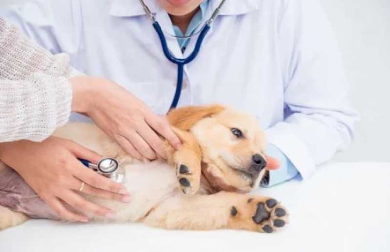 Patologia para Cachorros Clínicas Barreiras - Patologia para Bichos