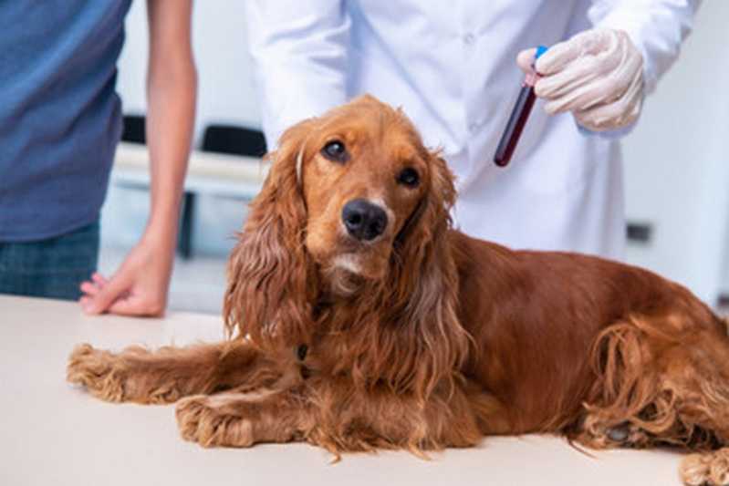 Patologia para Cachorros Santa Teresa - Patologia para Cães