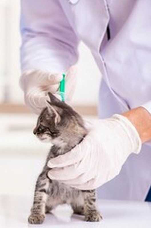 Patologia para Gatos Comércio - Patologia para Cães