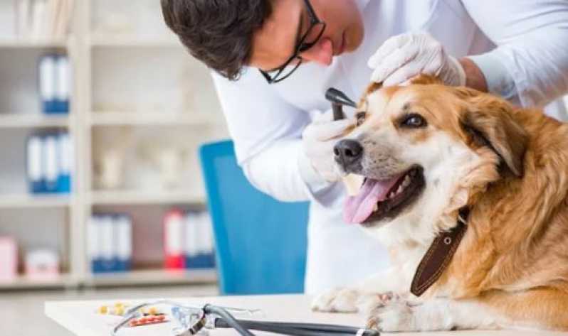 Patologia Veterinária Clínicas Bonfim - Patologia para Cães