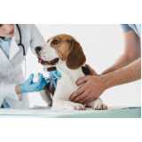 aplicação de vacina antirrábica para cães Cassangre