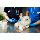 aplicação de vacina antirrábica para gato Ondina