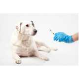 aplicação de vacina contra raiva em cachorro Monte Serrat