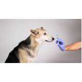 aplicação de vacina de raiva para cachorro Engenho Velho de Brotas