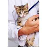 aplicação de vacina para filhote de gato Tancredo Neves
