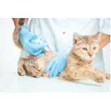 aplicação de vacina para gato v4 Calabetão