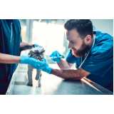 aplicação de vacina tosse dos canis Jaguaribe