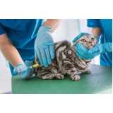 aplicação de vacina v5 para gatos Pitaçu