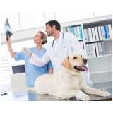 cirurgia ortopédica em cachorro marcar Fazenda Coutos