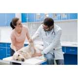 cirurgia ortopédica em cachorro Barra