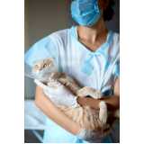 cirurgia para gatos marcar Chame-Chame