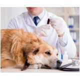 clínica especialista em exame laboratoriais veterinário Centro