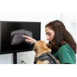 clínica especialista em exame ultrassom veterinário Riberia