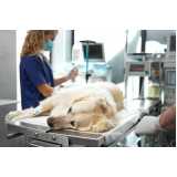 clínica especialista em necropsia em cães Cabula VI